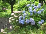 IMG_5992