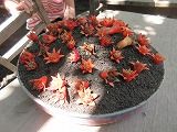 IMG_8884