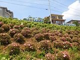 DSCN8374