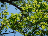 DSCN7511