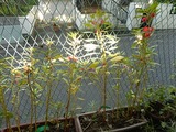 DSCN0590