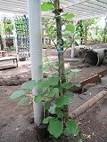 IMG_5302