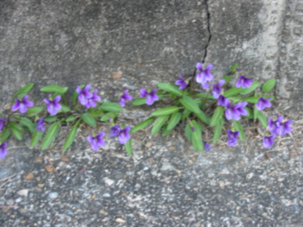 Holoholo Diary 詩集 すみれの花の砂糖づけ から Holoholo Diary 詩集 すみれの花の砂糖づけ から