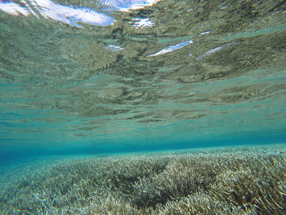 水深30mに沈む沈没船 小笠原製氷海岸 Bonin Life イルカと海と大自然 亜熱帯小笠原に憧れて