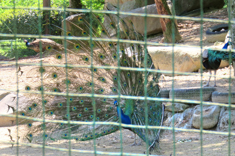 peacock