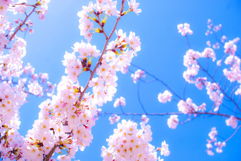 桜