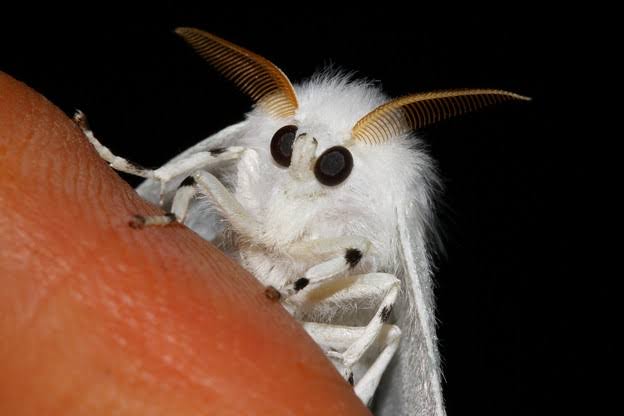 閲覧注意 壁に止まってる蛾 キモい 正面から見た蛾 かわいい 虫注意 なんでもおまとめ