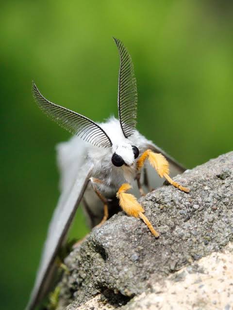 かわいいよ 壁に止まってる蛾 キモい 正面から見た蛾 かわいい ワイは見た速報 かわいいよ 壁に止まってる蛾 キモい 正面から見た蛾 かわいい ワイは見た速報