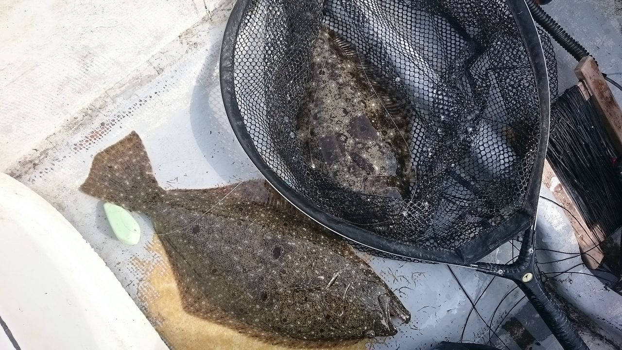 孫針フリーの掛かり方 オオモリボート スタッフ釣り日記