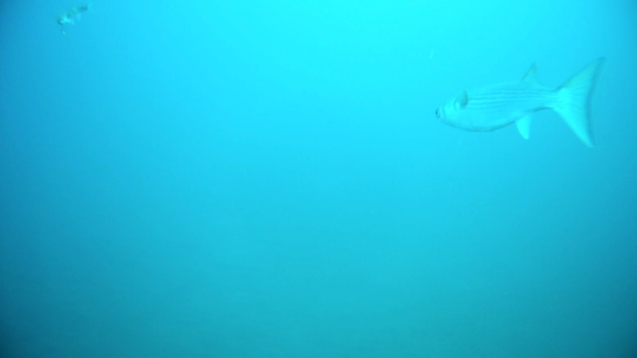 昨日の撮影に登場した魚たち オオモリボート スタッフ釣り日記 昨日の撮影に登場した魚たち オオモリボート スタッフ釣り日記