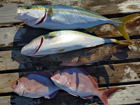 20241217_145130830~2