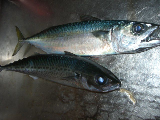 結局 俺は何がしたいのか オオモリボート スタッフ釣り日記 結局 俺は何がしたいのか オオモリボート スタッフ釣り日記