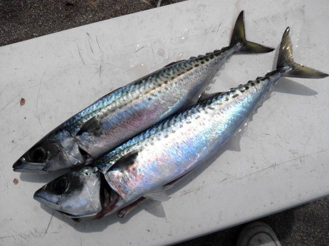 残念 バラシ オオモリボート スタッフ釣り日記