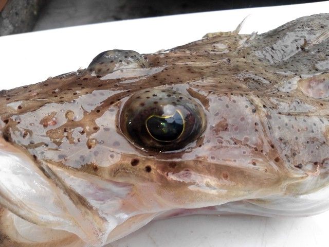 夏の海になってきました オオモリボート スタッフ釣り日記 夏の海になってきました オオモリボート スタッフ釣り日記