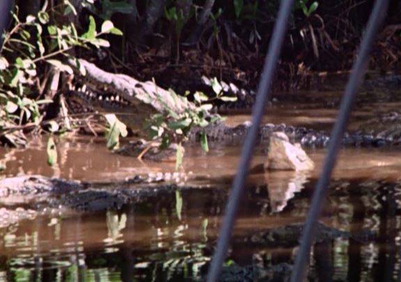 LALD Adult Crocodiles