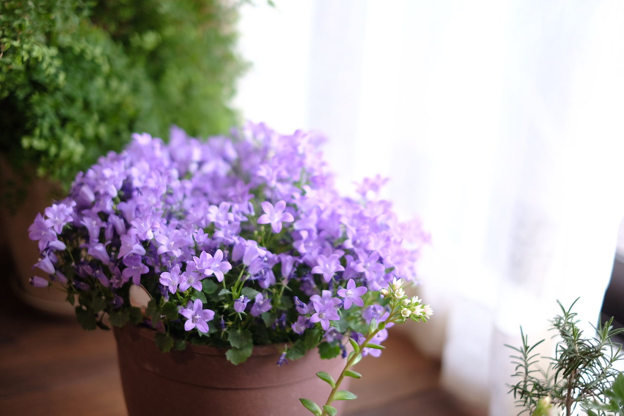 モッコウバラ咲きました おやじ厨房に入る 改 おやじ上海に居る