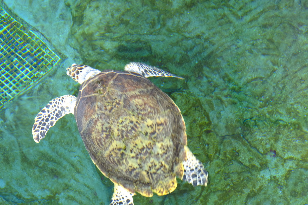 名古屋散歩 その3 ウミガメを見に名古屋港水族館へ おやじ厨房に入る 改 おやじ上海に居る