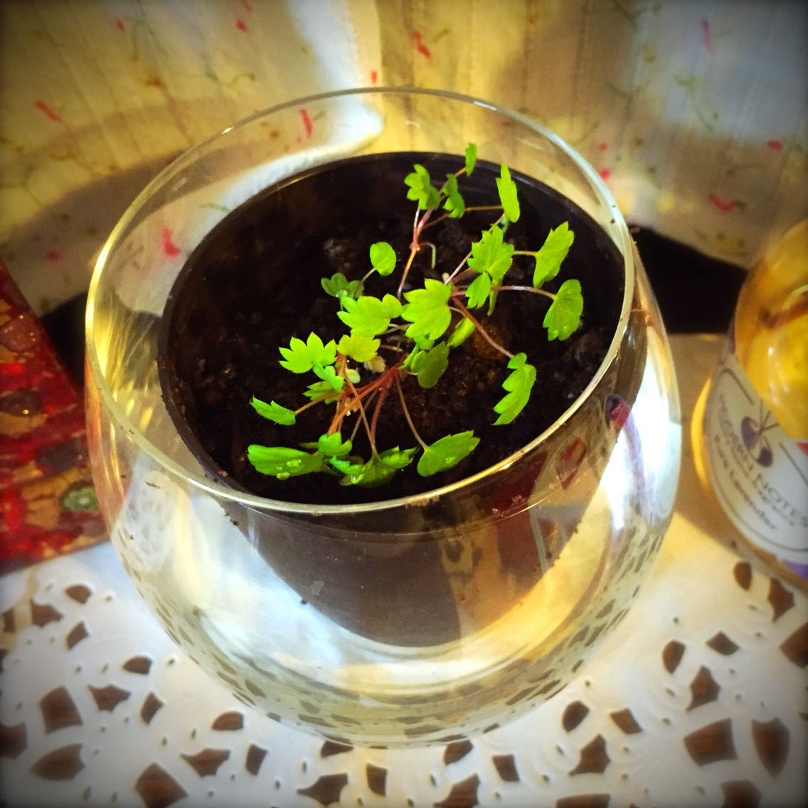 その後のちゅっぽん Hanadmade