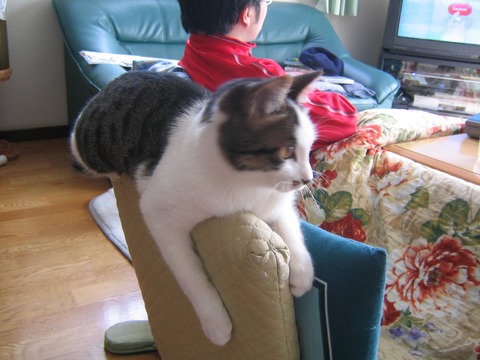 ねこ06