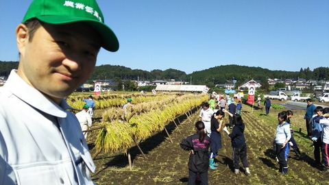 稲刈り01