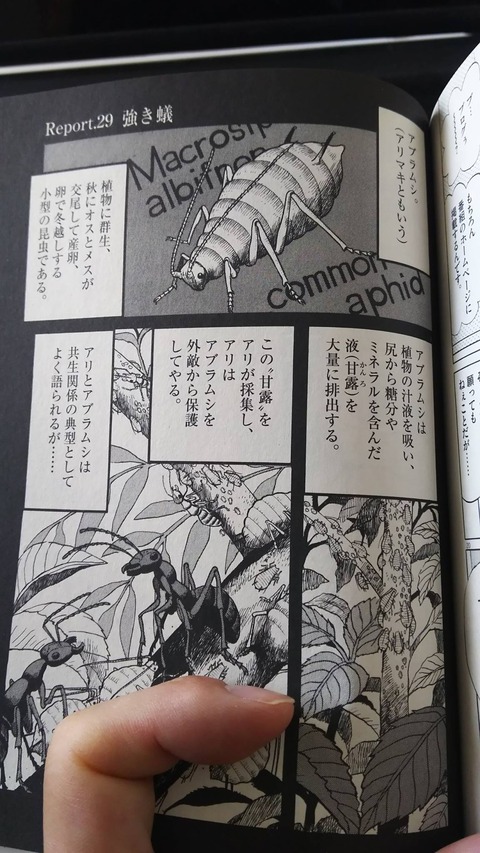 あぶらむし05