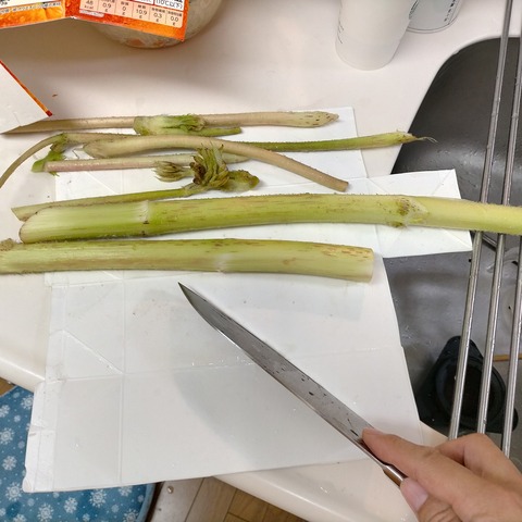 344373611_1287274895198966_6521709882731067285_n