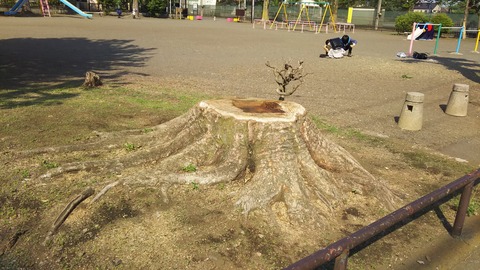 ベッコウダケ03