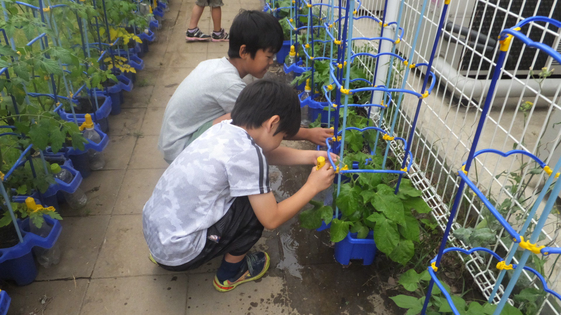 6月7日 金 1年生 朝顔大きくなったよ 太田っ子ブログ 6月7日 金 1年生 朝顔大きくなったよ 太田っ子ブログ