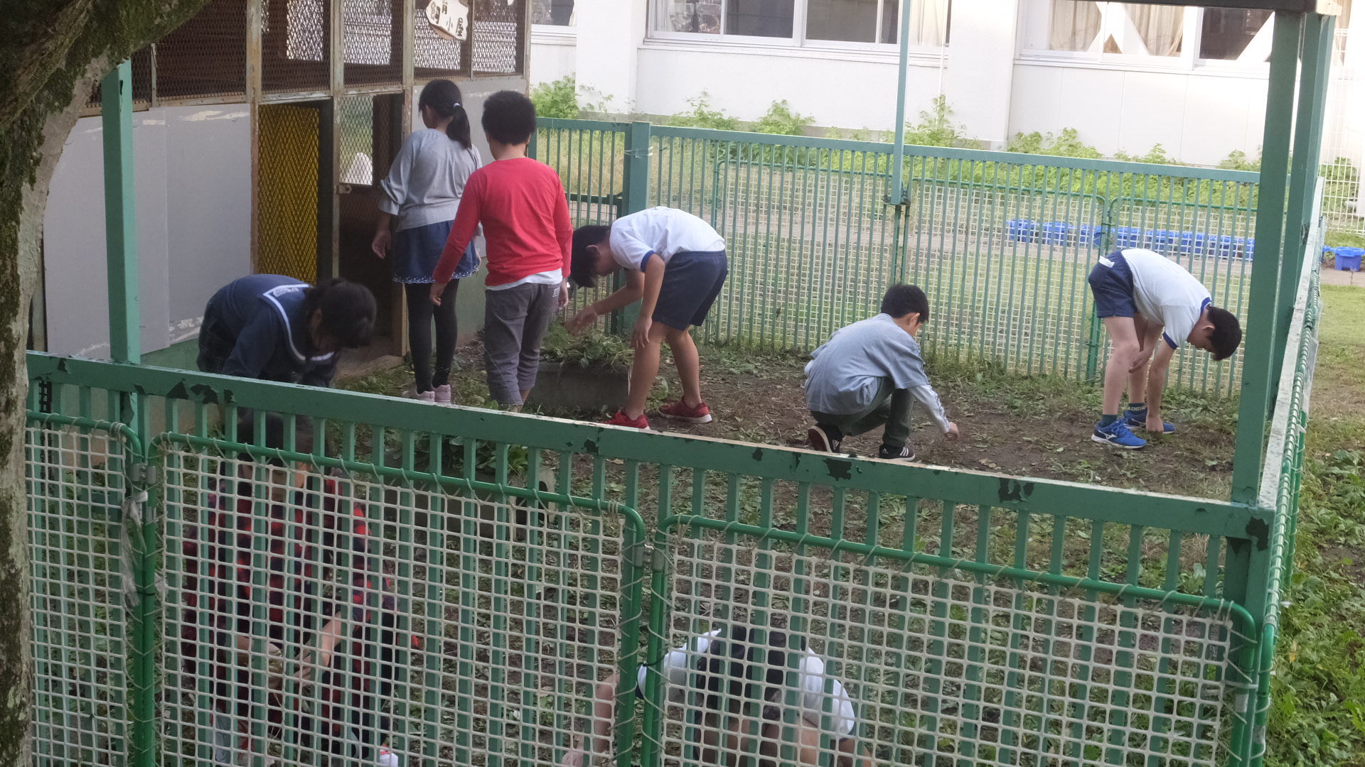１０月２８日 月 委員会活動 飼育委員 太田っ子ブログ