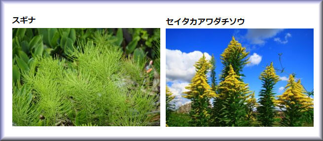 才能を潰すのはたやすい ぼちぼちと２