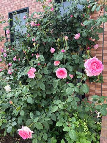 line_oa_chat_260417_160459_group_0