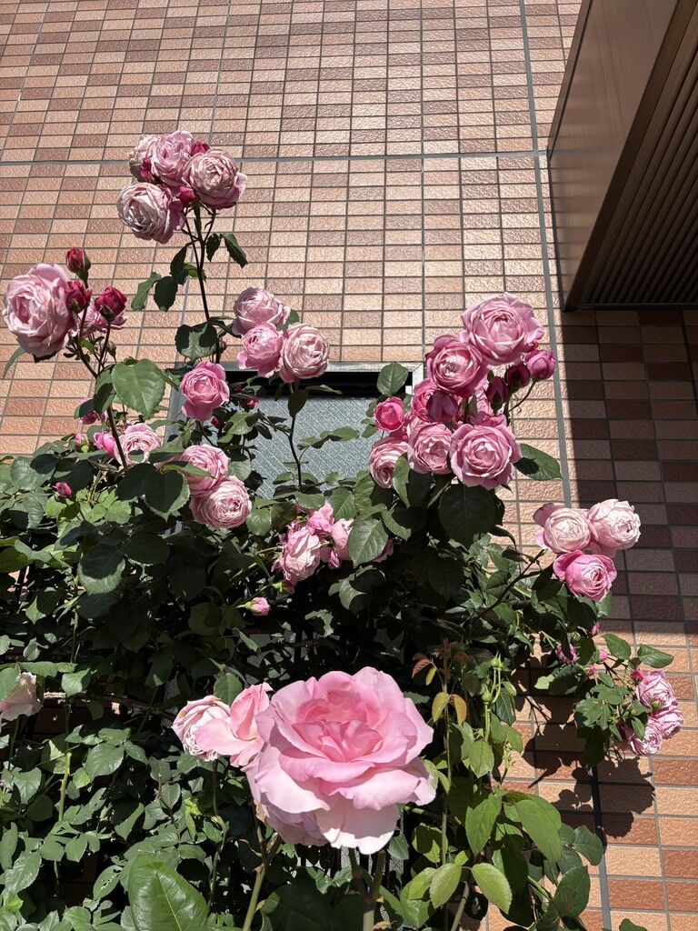 line_oa_chat_260417_160459_group_1