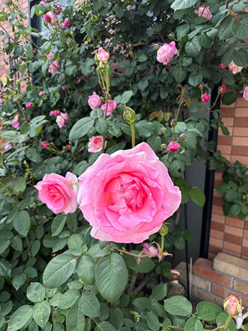 line_oa_chat_260417_160459_group_1