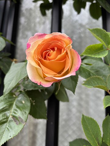 line_oa_chat_260417_160459_group_1