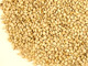 goma-1