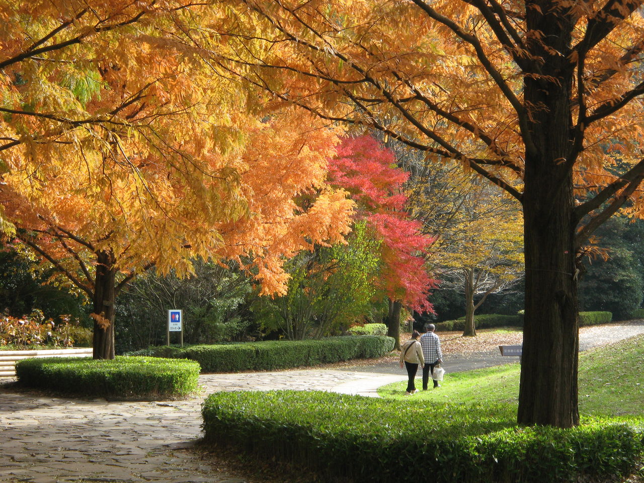秋 公園を散歩 東京たそがれ通信