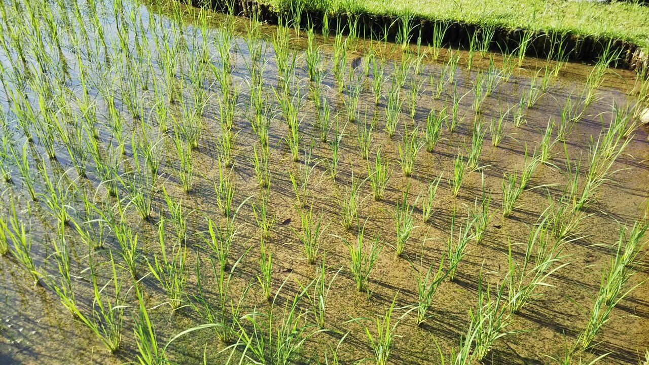 Relay Rice Rice relay padding : Ohzora club blog