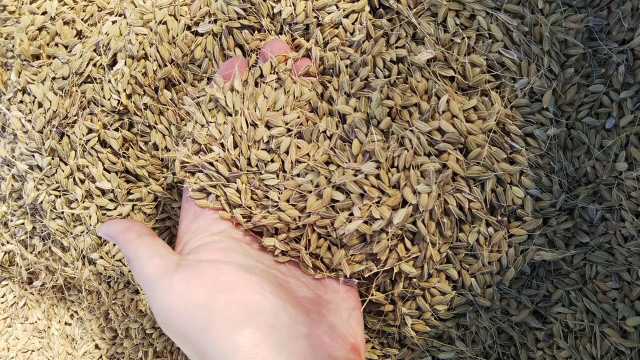 Relay Rice Rice relay padding : Ohzora club blog