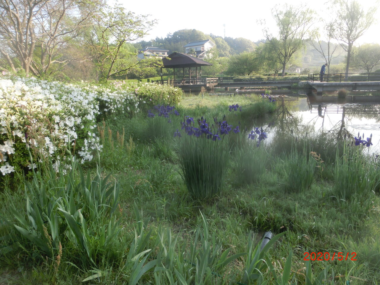 アビガン 児玉龍彦博士 二階氏のいかがわしさ 佐高氏 二人天皇 法螺と戯言