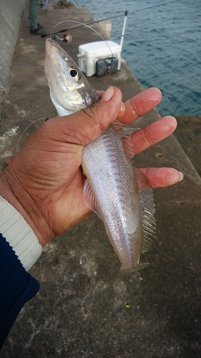 ｏｉｄｏｎ ｋｉｓｕ 強風の江井ヶ島釣行