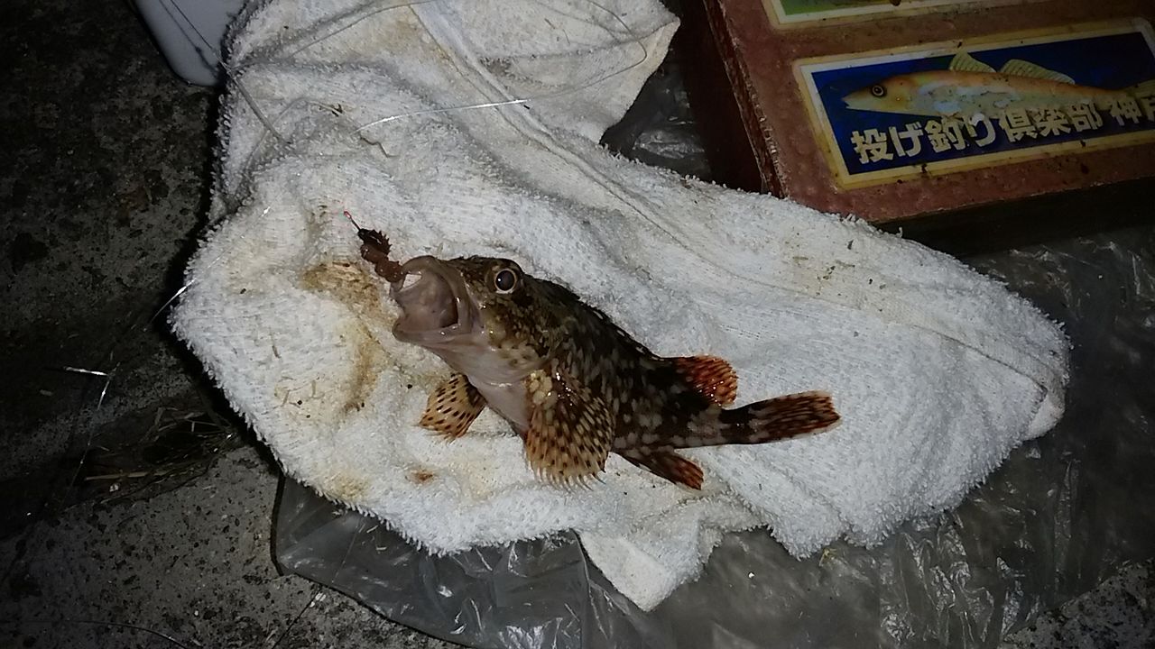イメージ 2