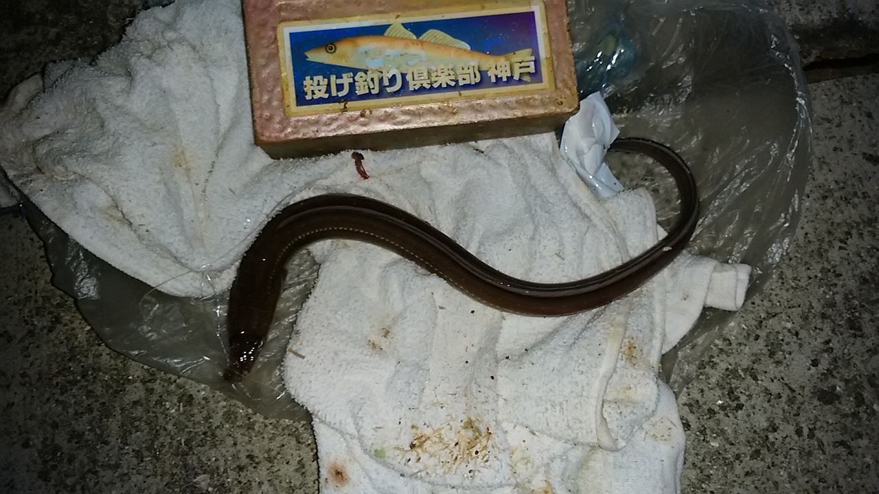 イメージ 1