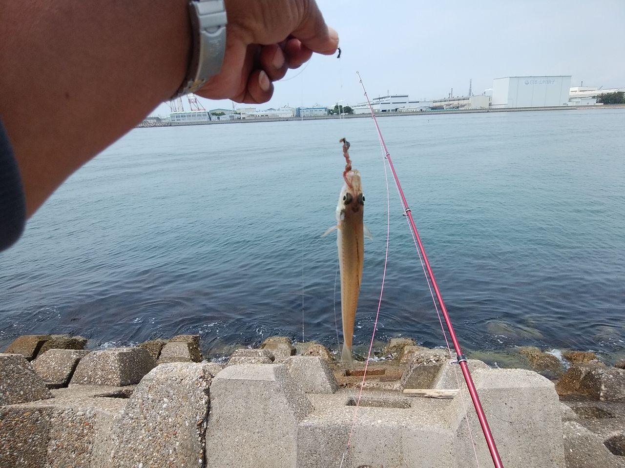 oidon kisu 東二見西水道のキス情報 oidon kisu 東二見西水道のキス情報