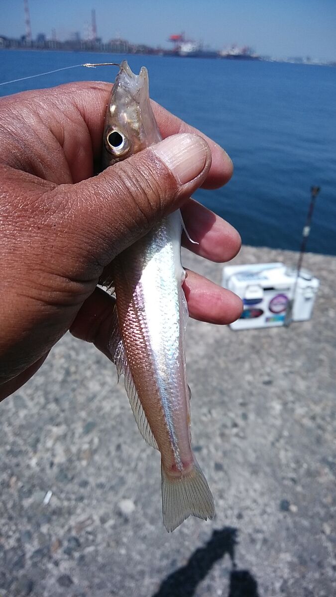 キス釣り 餌 キス釣り 餌