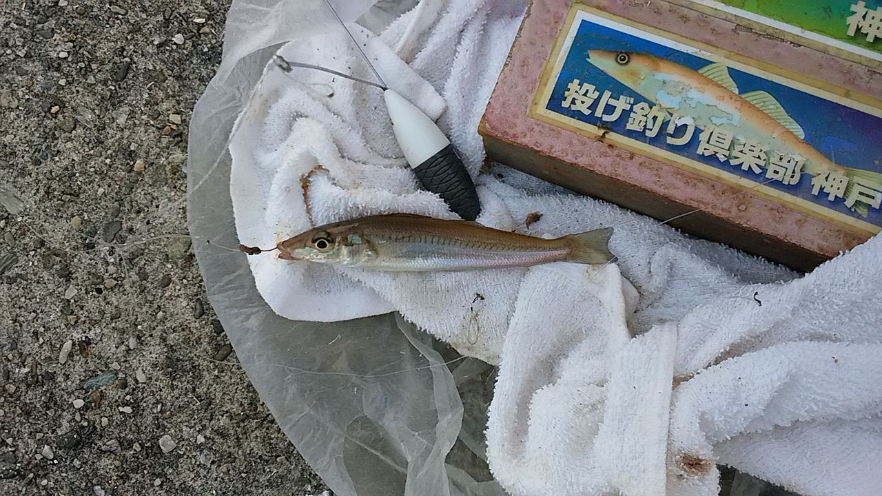 イメージ 7
