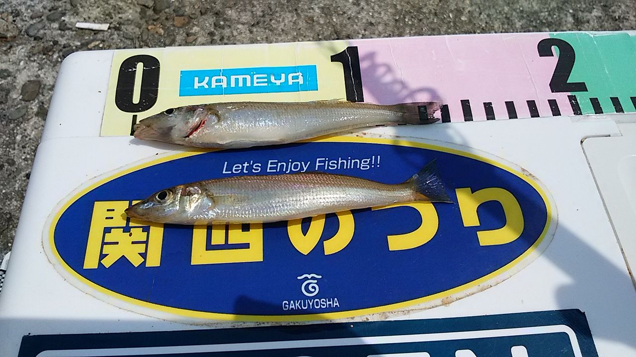 イメージ 5