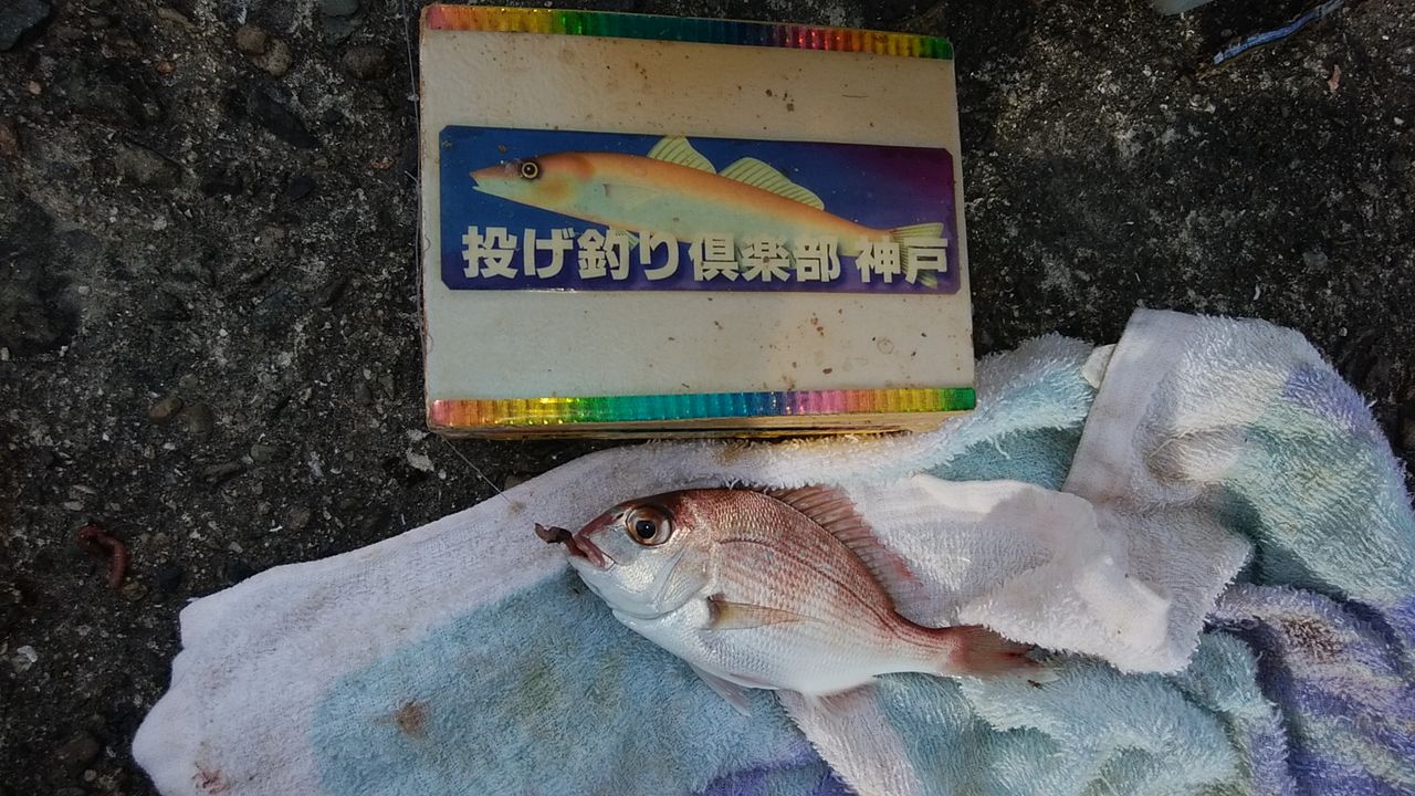イメージ 5