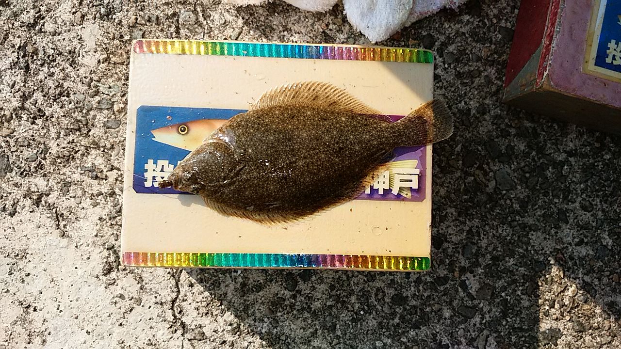 イメージ 8