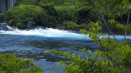 DenseWelcomeCygnet-size_restricted