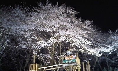 清水公園 夜桜 シングルライダーの雑記帳